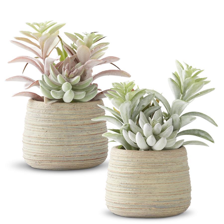 soft succulents Mixed Soft Succulents IN GRAY CEMENT POT