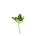 Green Sempervivum Succulent Stem