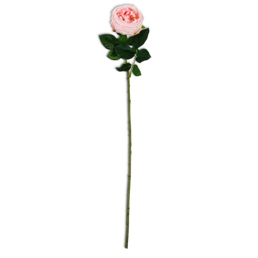 24 Inch Real Touch Pink Austin Rose Stem