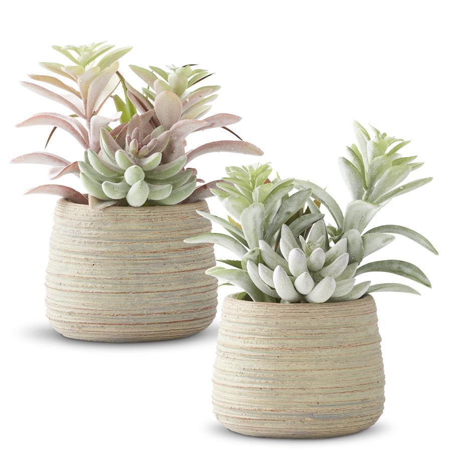 MIXED SOFT SUCCULENTS IN GRAY CEMENT POT