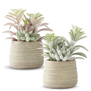 MIXED SOFT SUCCULENTS IN GRAY CEMENT POT