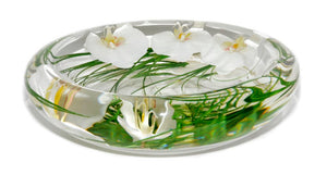 White Phalaenopsis Large Flower Bowl
