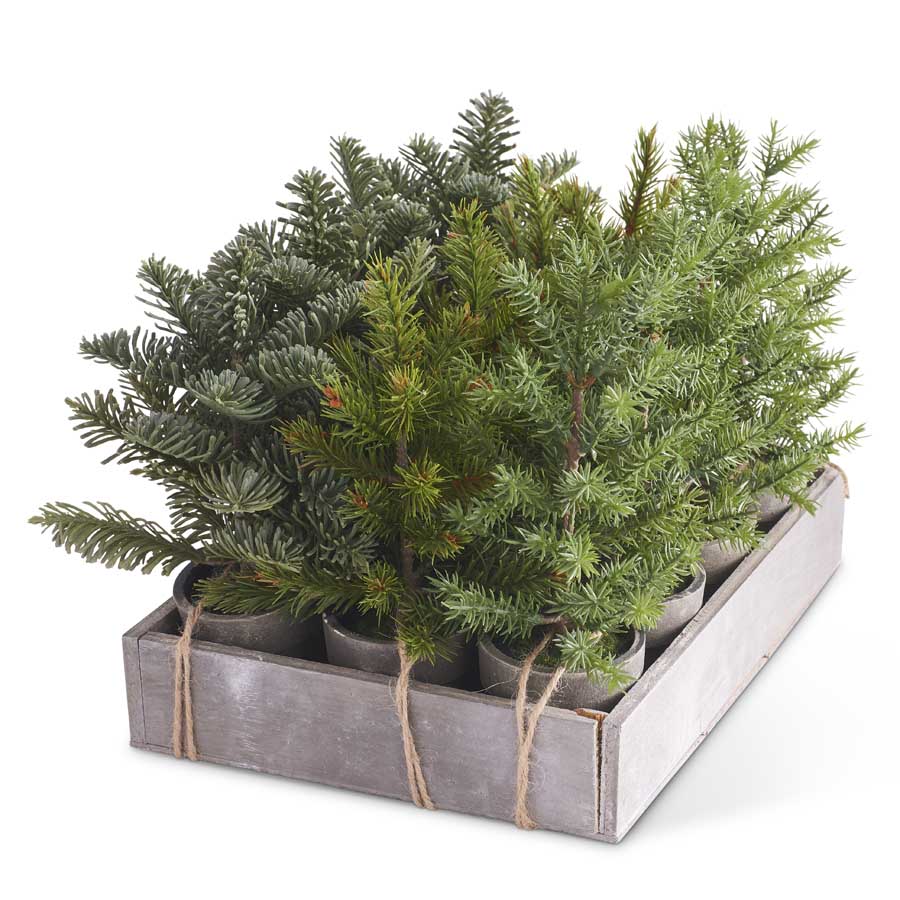12 Assorted Potted Short Pine w/Wood Tray