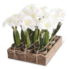 12 Assorted Potted White Amaryllis w/Wood Tray