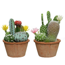 Cactus in pot plastic 2ass