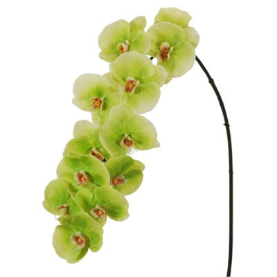 Orchid Phalaenopsis x 12 44''