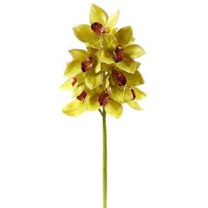 Orchid Cymbidium Full Open x10